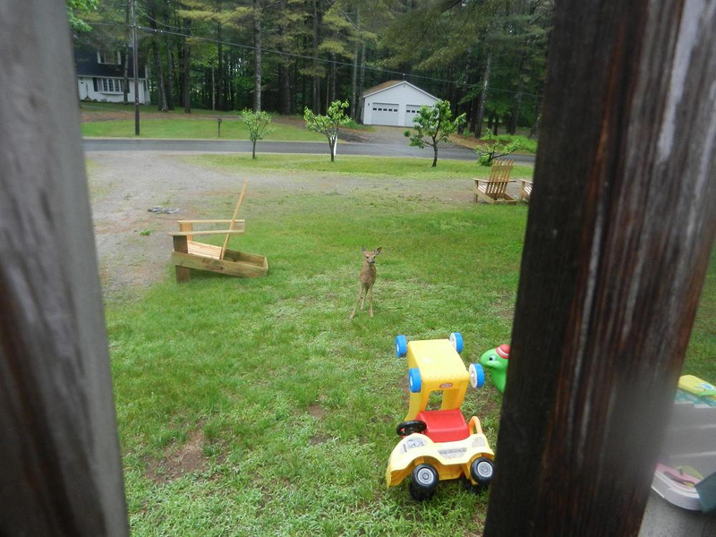 Illustration for article titled Fawn on my Lawn